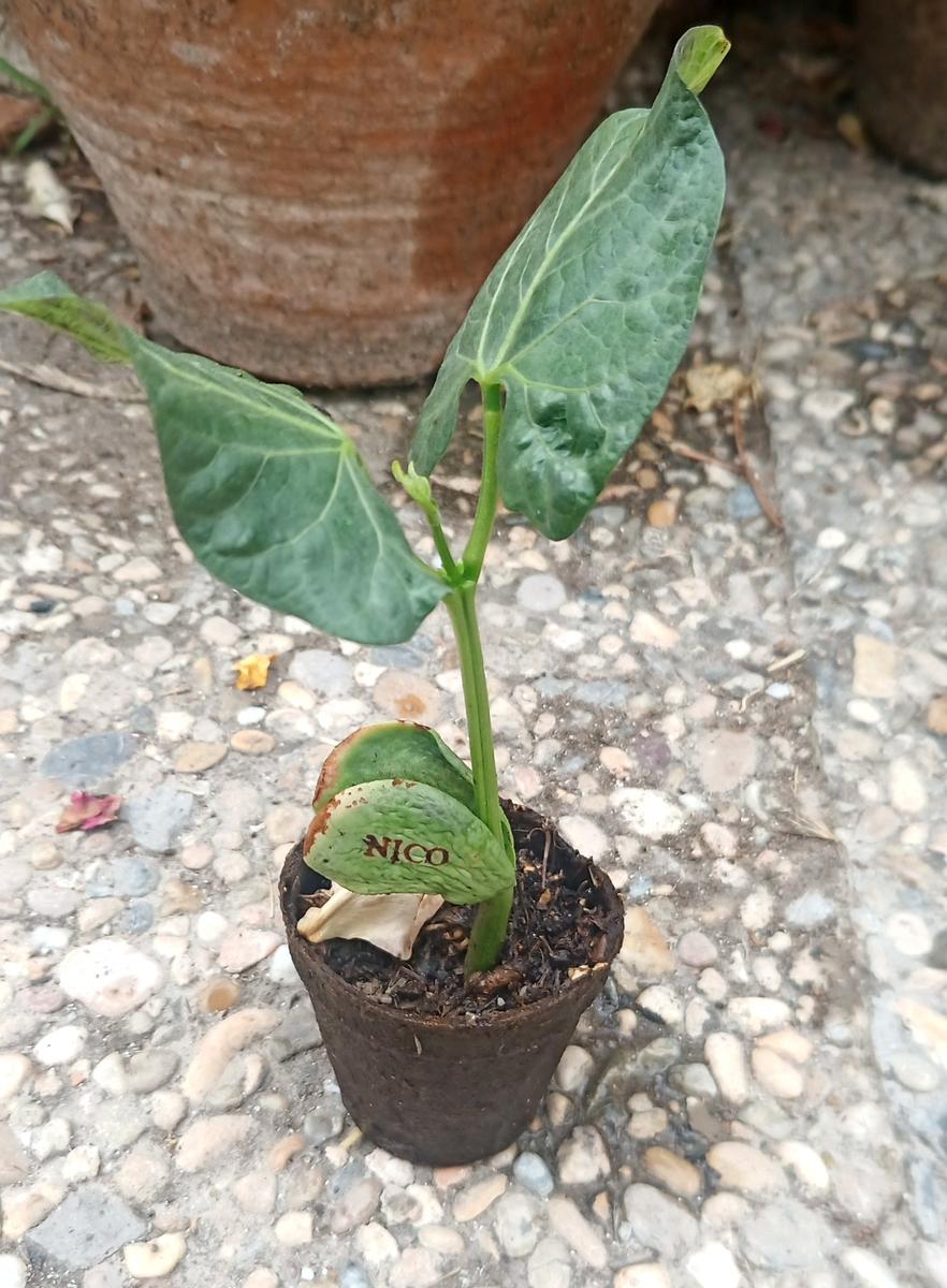 Plantón de semilla mágica en la que se ve el nombre de mi peque grabado