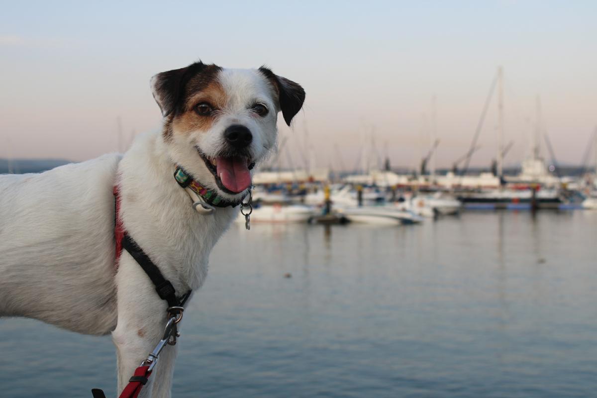 playas-para-perros-en-galicia