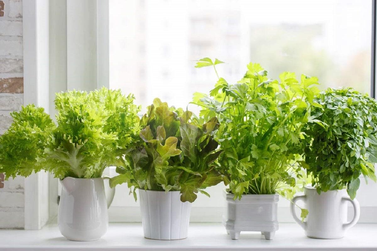 plantas arom&aacute;ticas