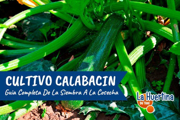 plantar calabacin