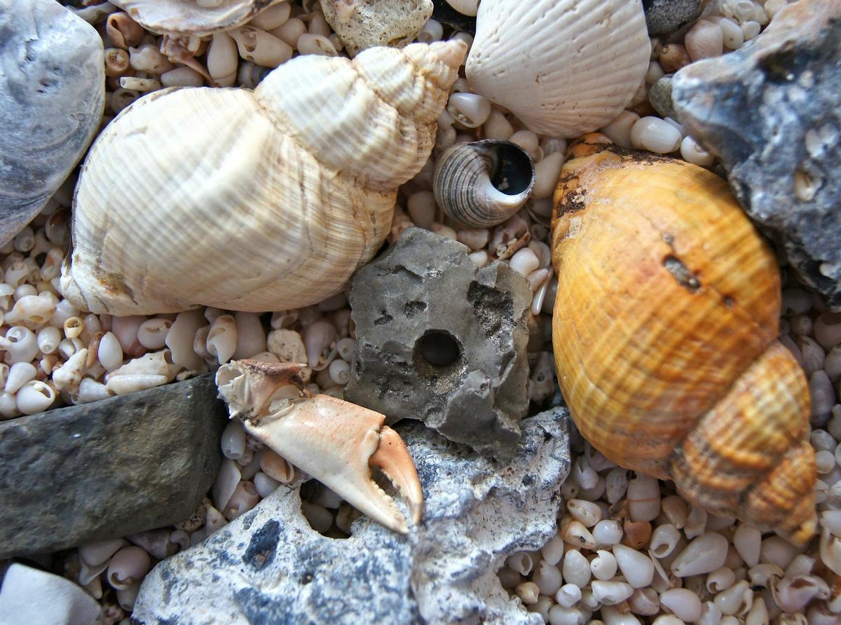 caracolas de mar