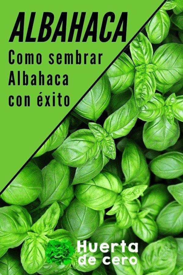Albahaca como cuidarla