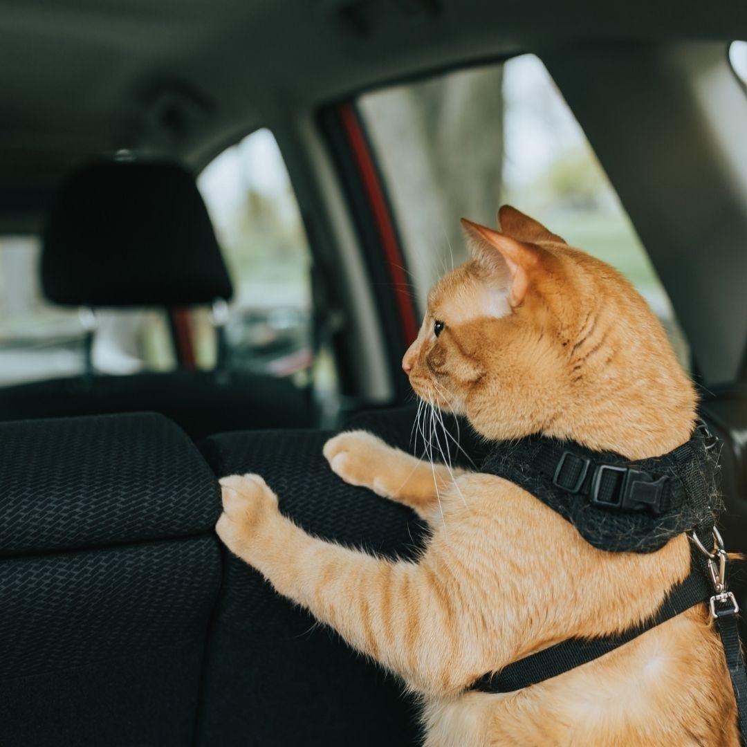 Gato viajando en coche
