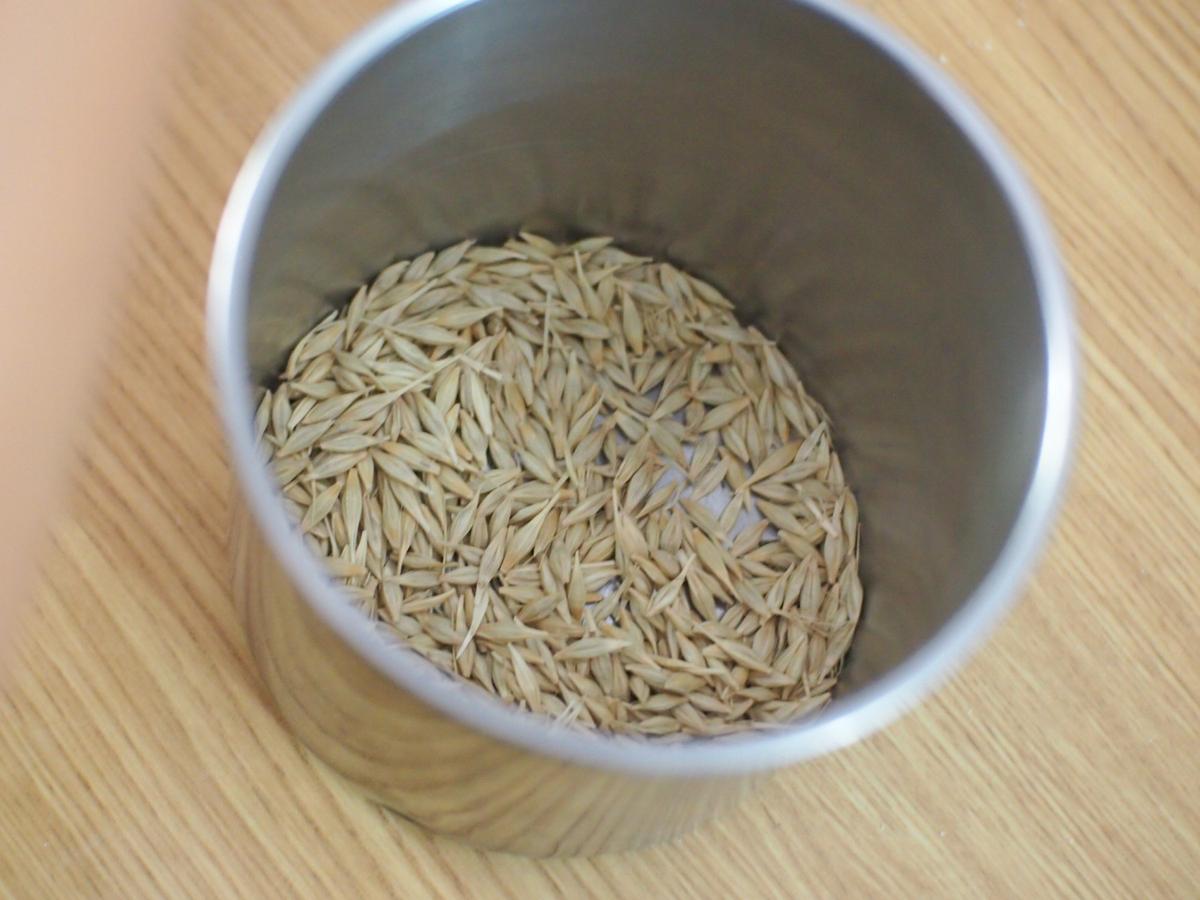 El trigo ya separado de la espiga y listo para limpiar en el proceso de hacer pan desde grano