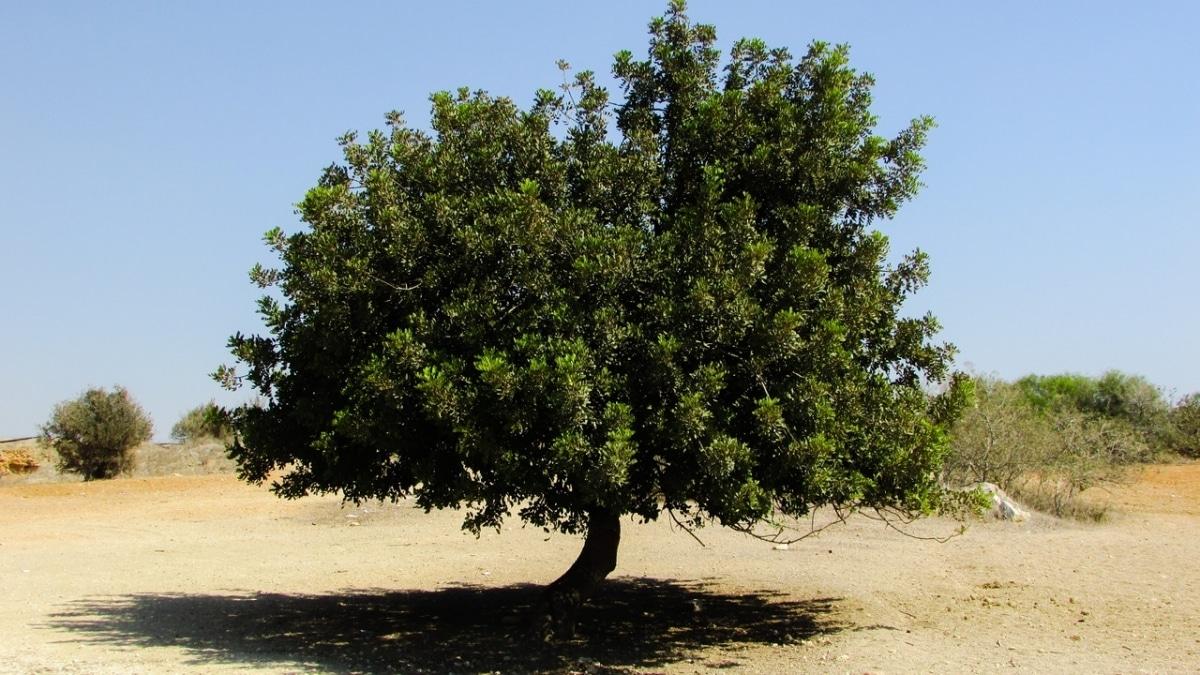 El algarrobo es un &aacute;rbol muy resistente