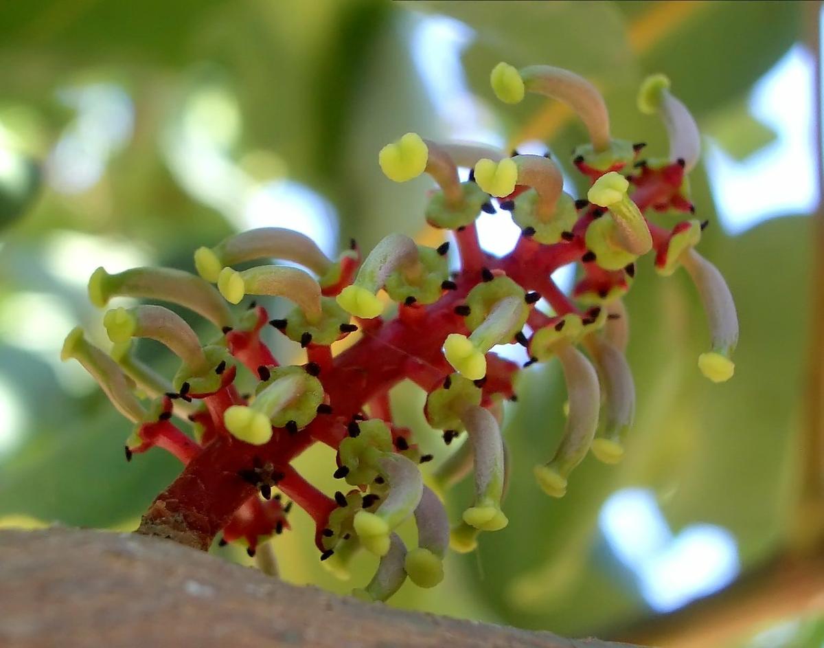 Las flores del algarrobo son peque&ntilde;as