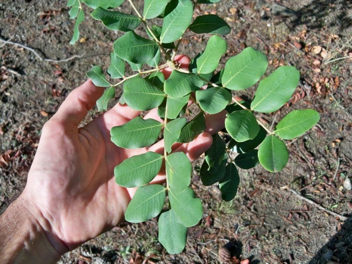 Las hojas de algarrobo son perennes