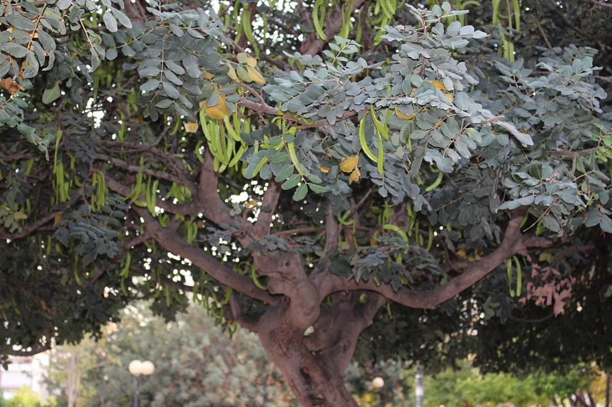 El algarrobo crece lento