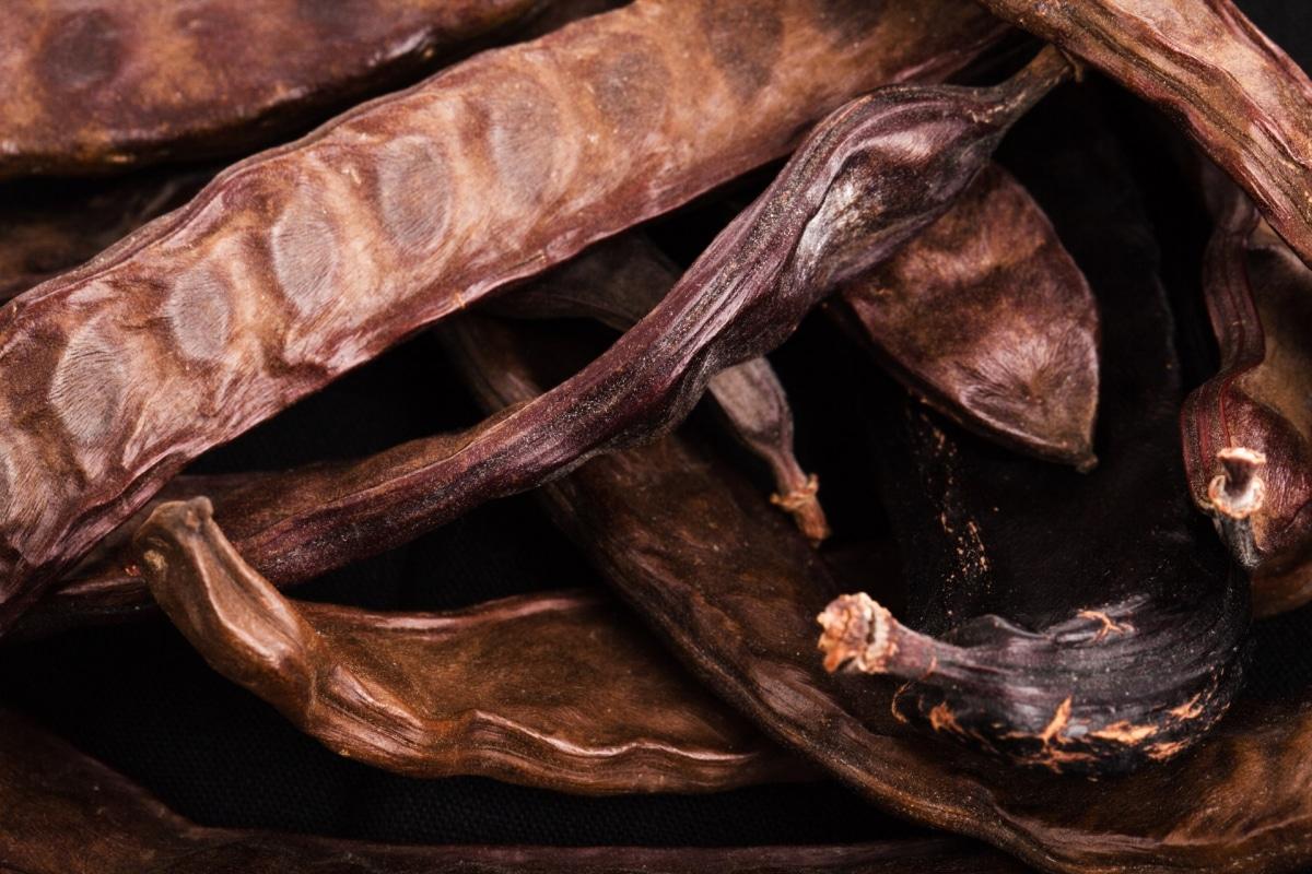 Las algarrobas se siembran en oto&ntilde;o