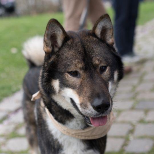 razas de perros japonesas
