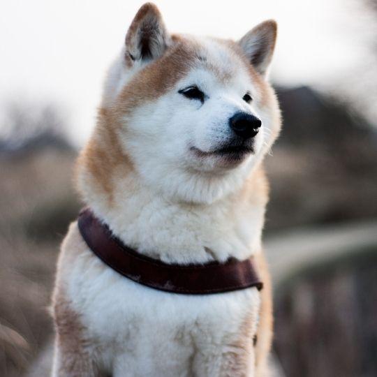 razas de perros japoneses
