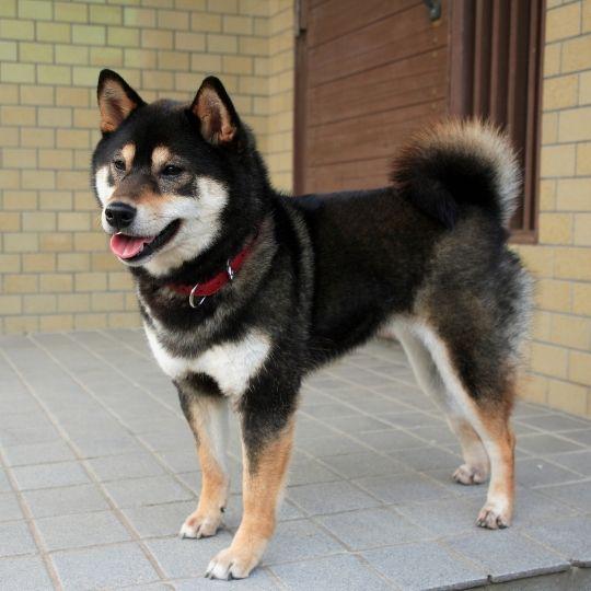 razas de perros japonesas