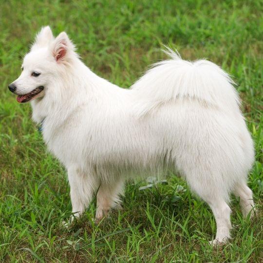 razas de perros japonesas