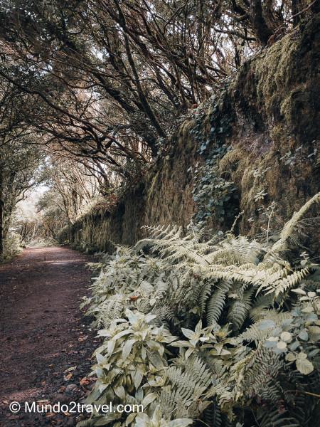 Qué ver en Tenerife, el Parque de Anaga