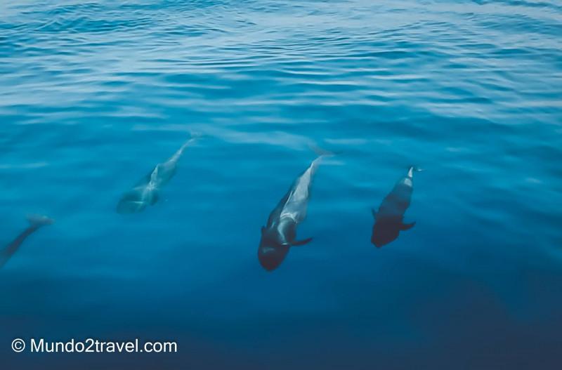 Qué ver en Tenerife, los Cetáceos de Costa de Adeje