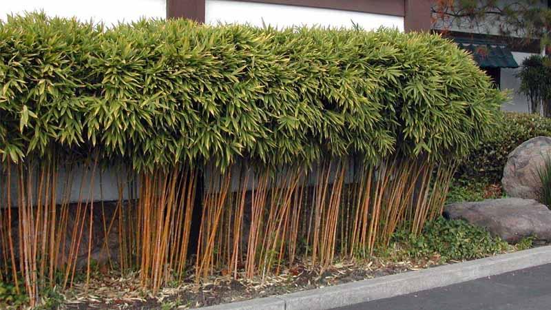 Bambu dorado Phyllostachys aurea