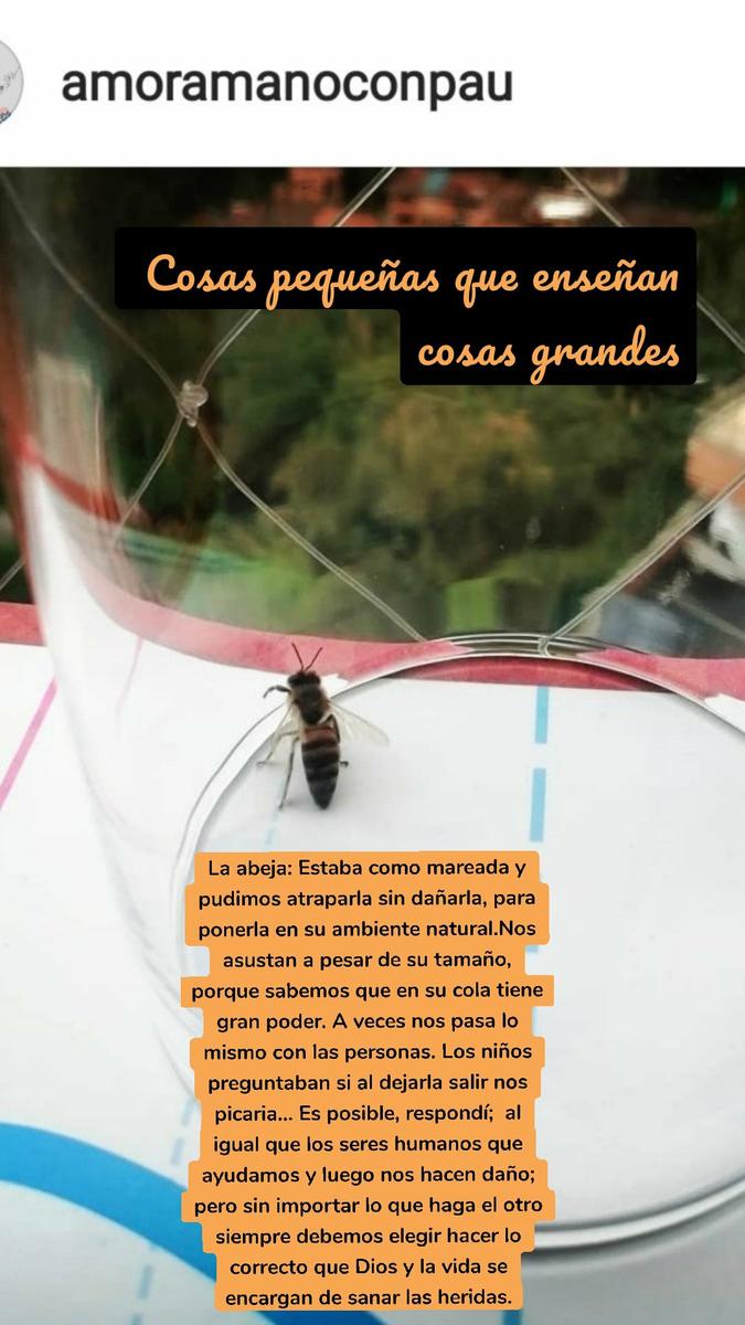 Cosas pequeñas que enseñan cosas grandes La abeja: Estaba como mareada y pudimos atraparla sin dañarla, para ponerla en su ambiente natural.Nos asustan a pesar de su tamaño, porque sabemos que en su cola tiene gran poder. A veces nos pasa lo mismo con las personas. Los niños preguntaban si al dejarla salir nos picaria... Es posible, respondí; al igual que los seres humanos que ayudamos y luego nos hacen daño; pero sin importar lo que haga el otro siempre debemos elegir hacer lo correcto que Dios y la vida se encargan de sanar las heridas.