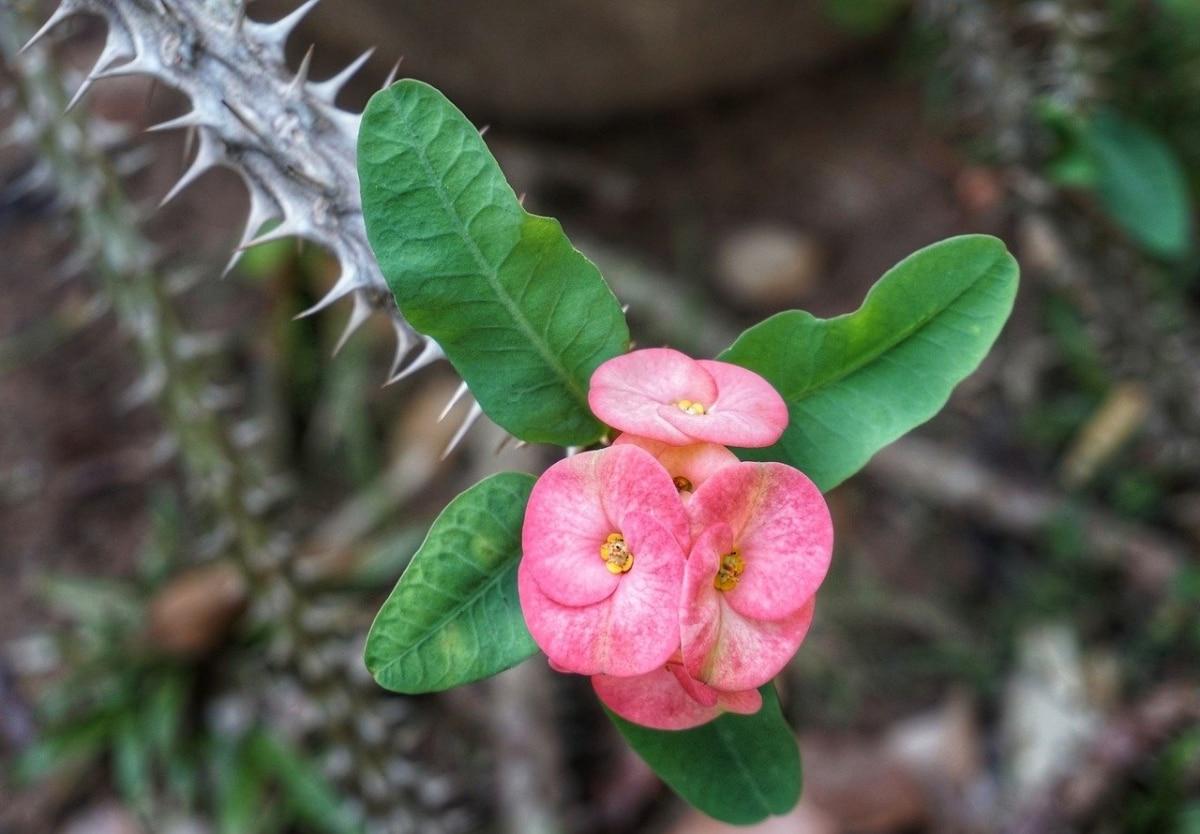 La Euphorbia milii es una planta suculenta