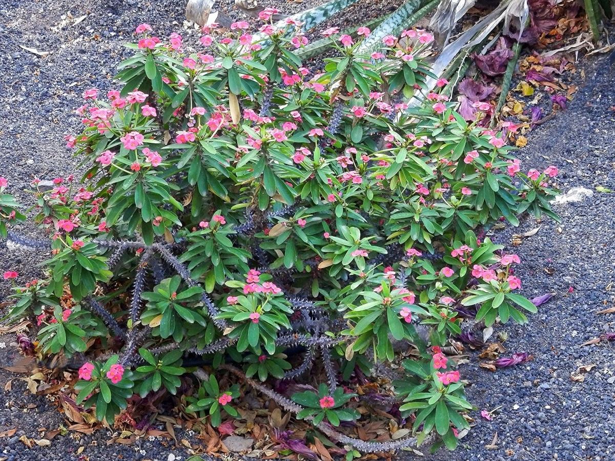La corona de espinas es un arbusto perennifolio