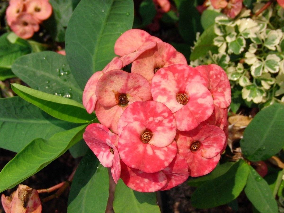 Las flores de la Euphorbia milii tiene flores de colores vistosos