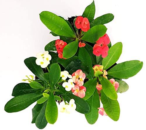 Euphorbia Vulcana Tris XL...