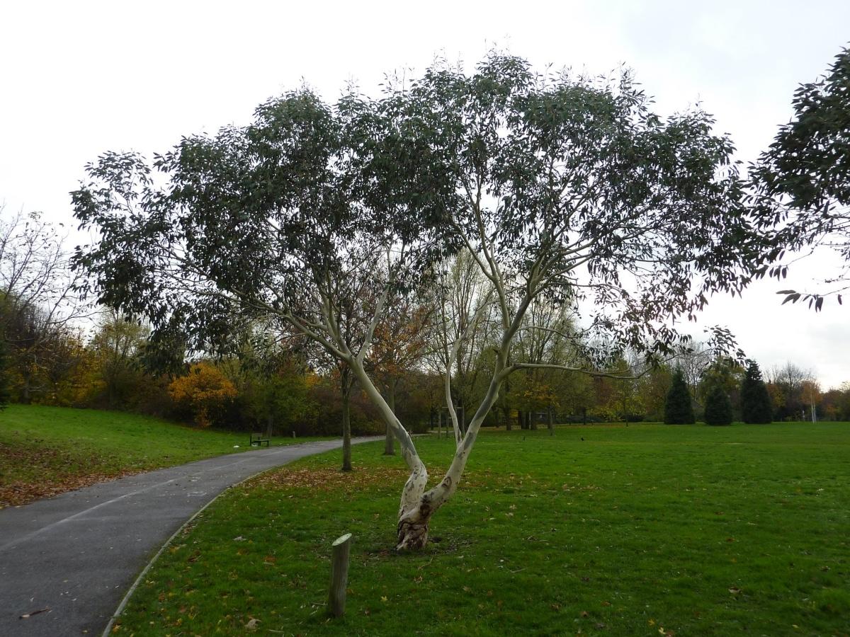 El gomero azul es un árbol grande