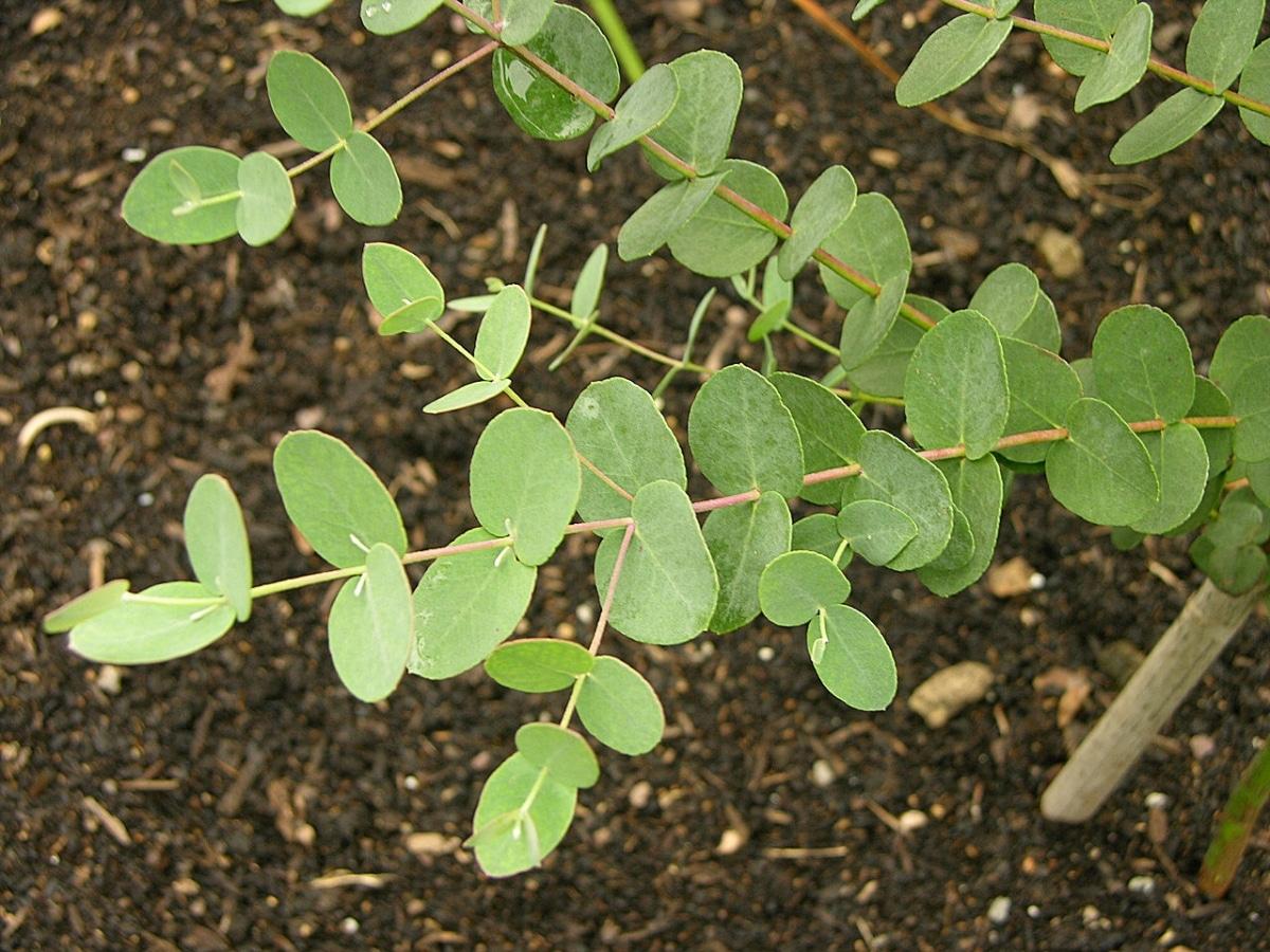 El Eucalyptus gunnii es un árbol grande