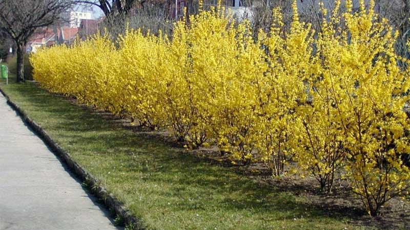 Forsythia en seto