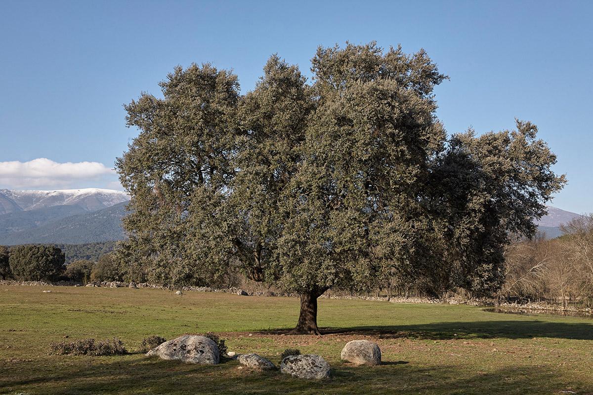 Praderas. La Adrada. Sierra de Gredos. Valle del Tiétar. Ávila.Castilla y León. España. © Javier Prieto Gallego