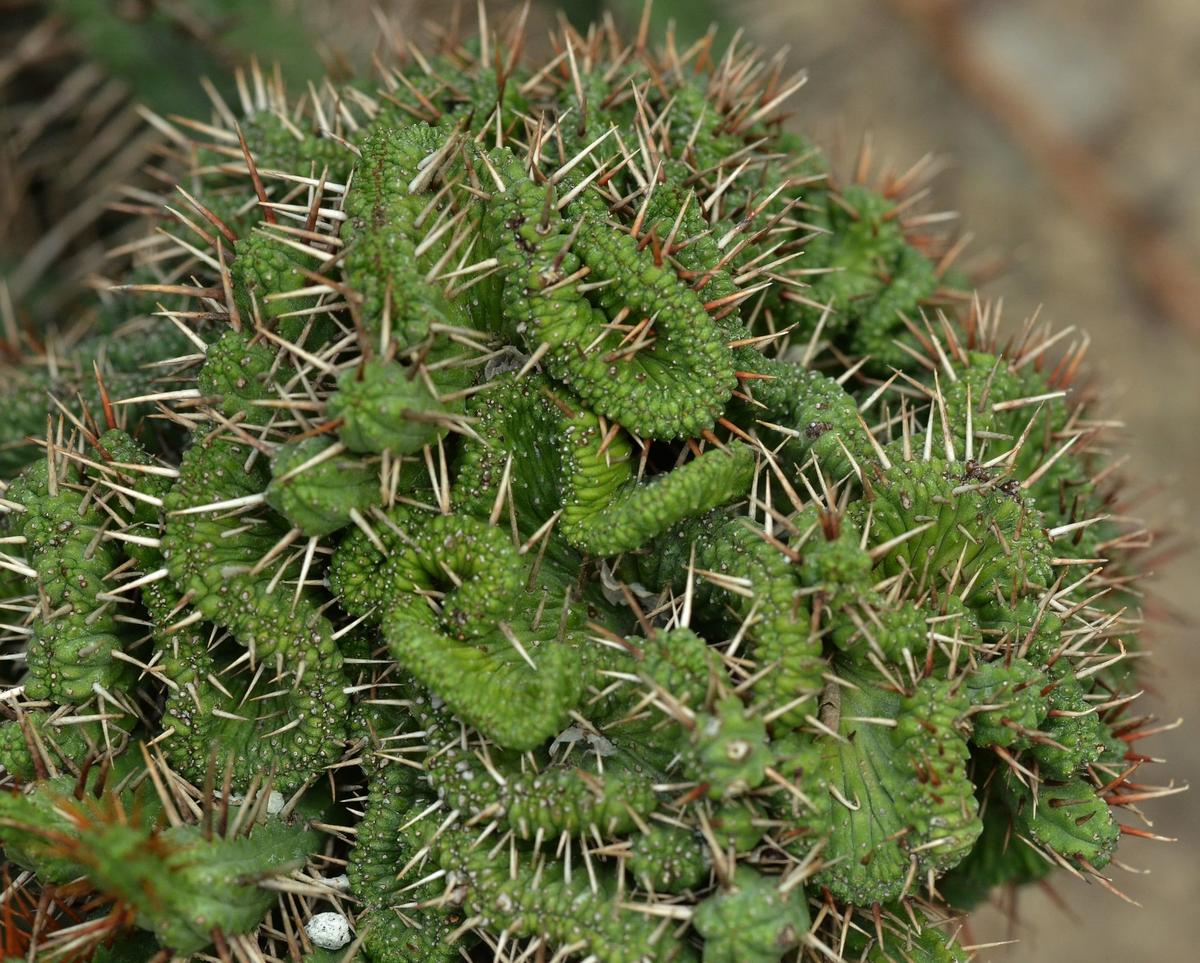La Euphorbia enopla f cristata es rara