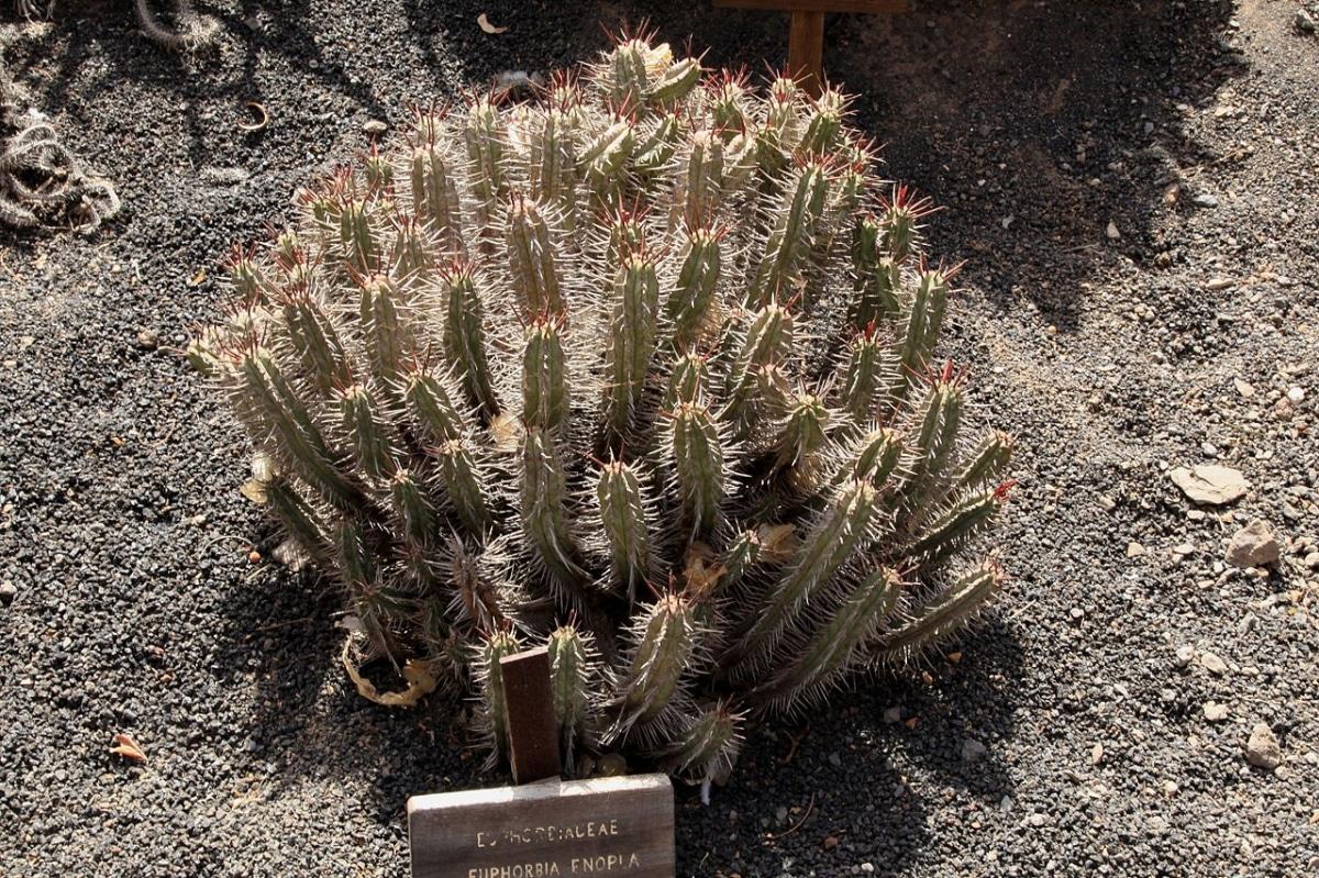 La Euphorbia enopla es una suculenta pequeña