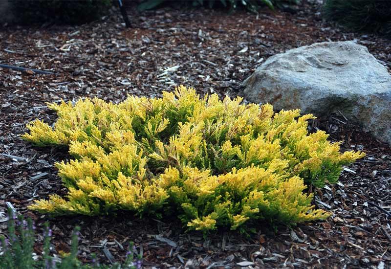 Juniperus Horizontalis en suelo