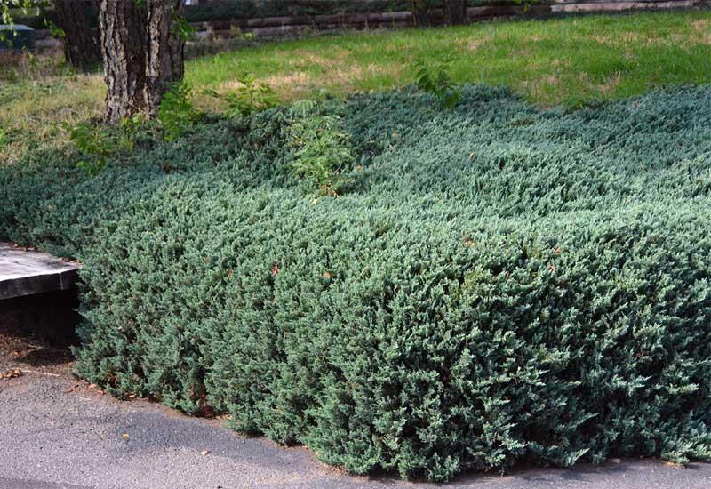 Juniperus horizontalis 'Bar Harbor'
