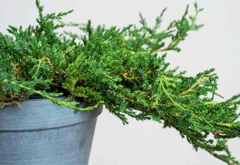 Juniperus horizontalis en maceta