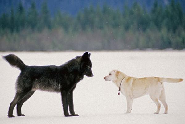 Las diferencias entre perros y lobos | Mascotas