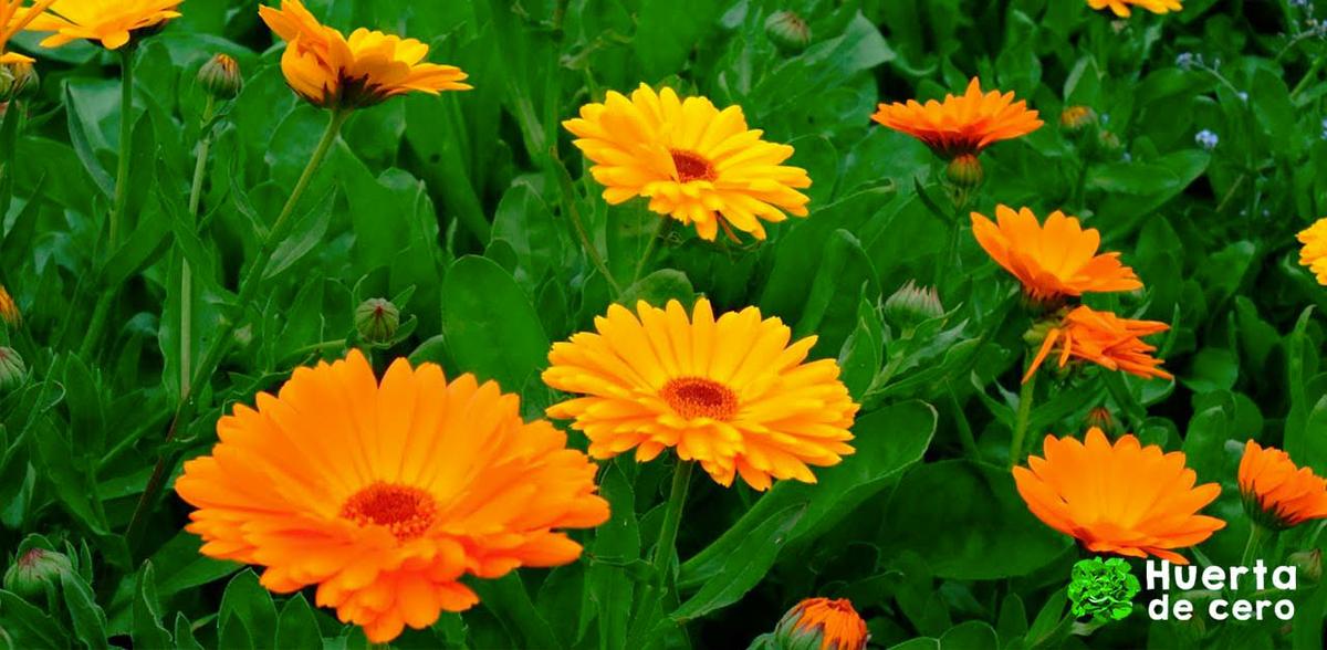 Beneficios de las flores en la huerta, calendula