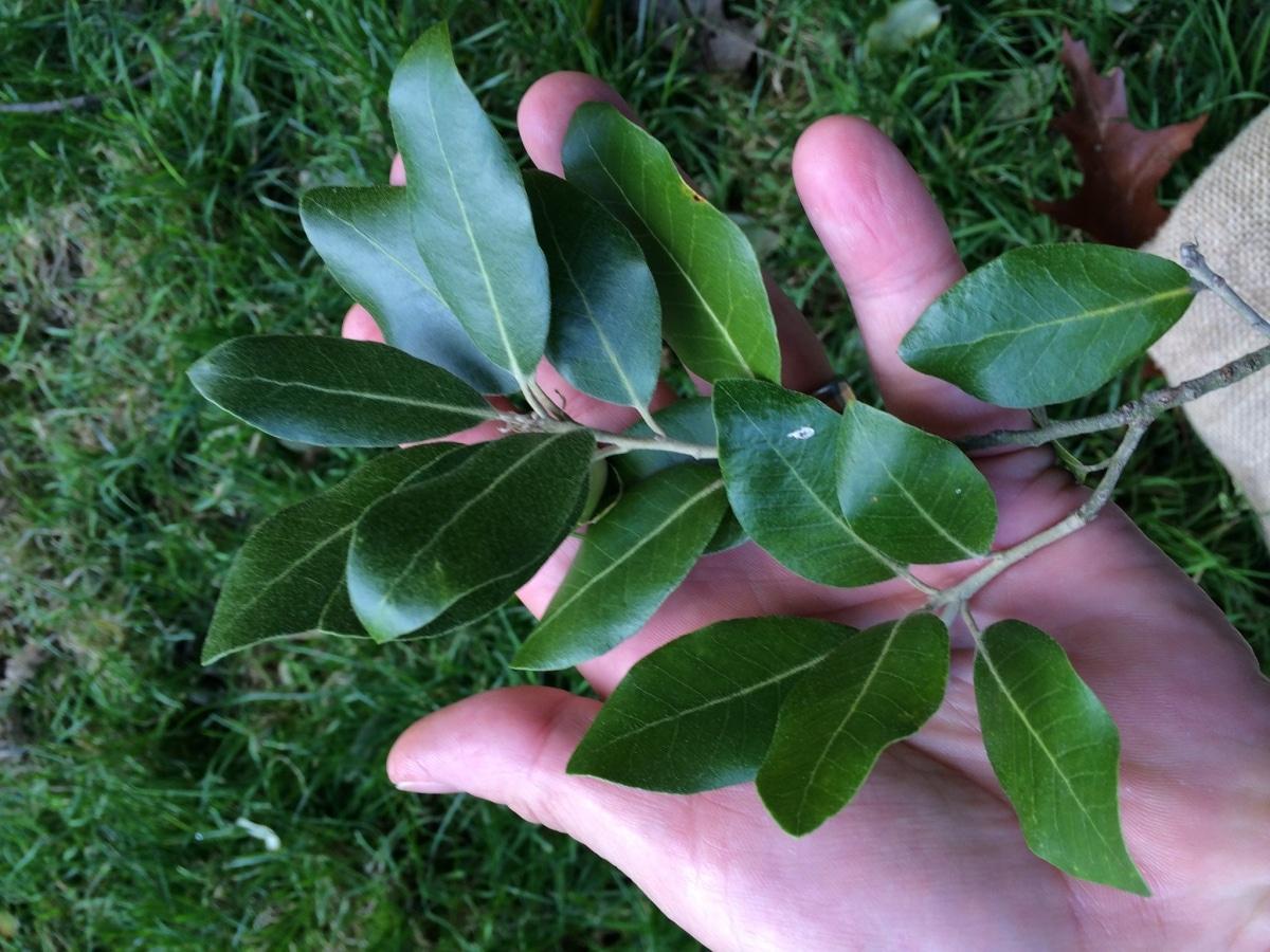 Las hojas de la encina son coriáceas