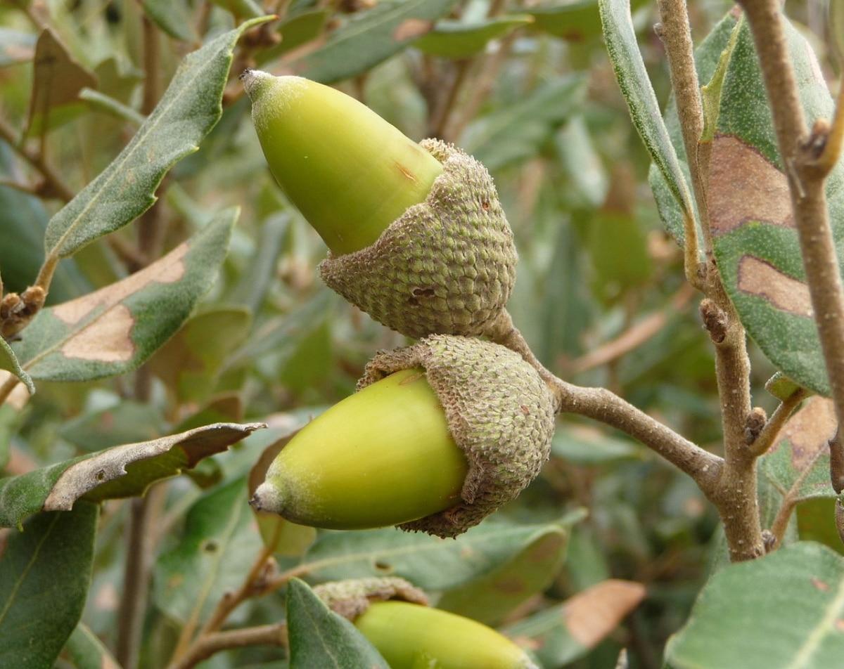 La encina se multiplica por semillas