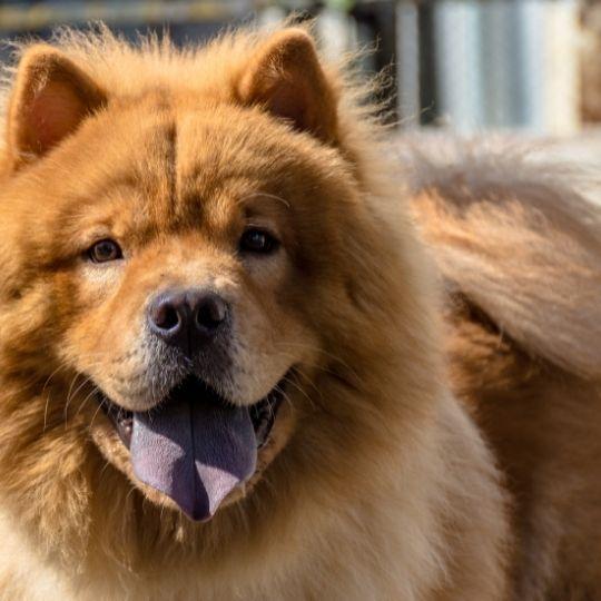 lengua del chow chow