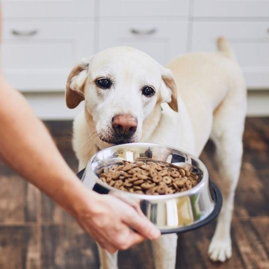 piensos para perros con alergia alimentaria