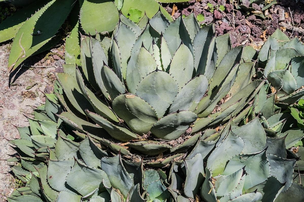 El Agave parryi es una suculenta