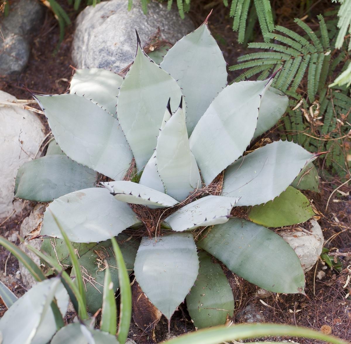 El Agave parryi crece lento