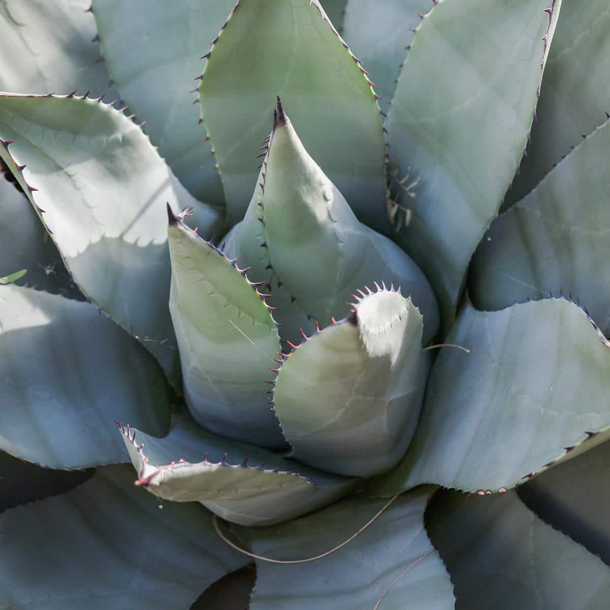 El Agave parryi es una suculenta de hojas grises