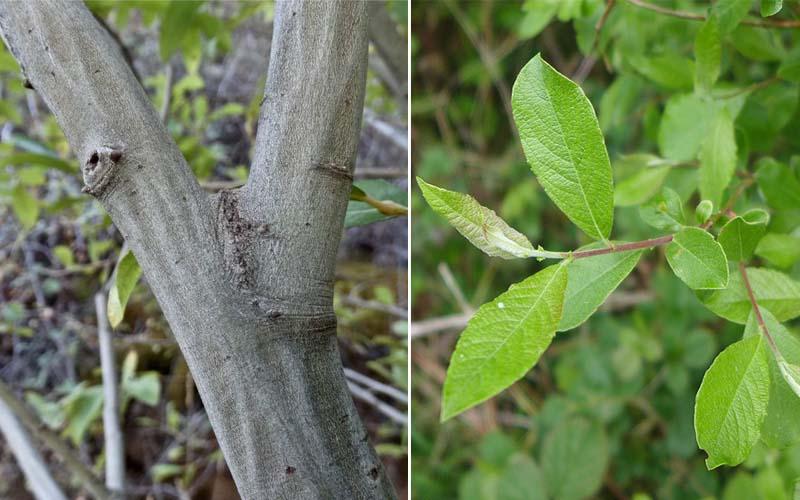 Salix atrocinerea tronco y hojas