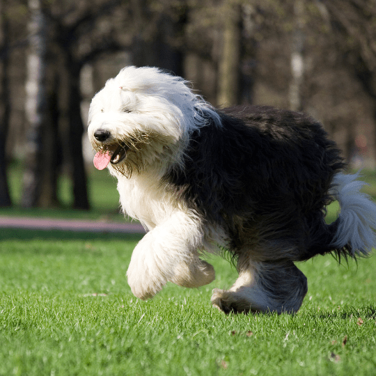razas de perros ovejeros