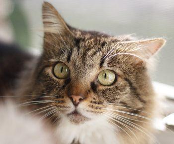 hierba gatera propiedades