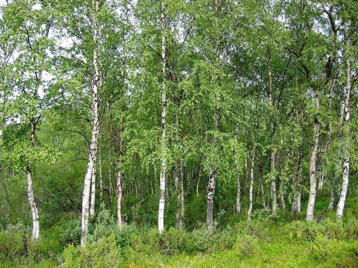 El Betula pendula es un árbol de hoja caduca