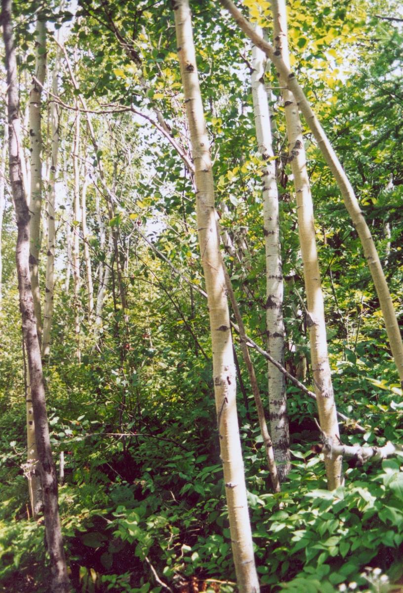 La Betula papyrifera es un tipo de abedul