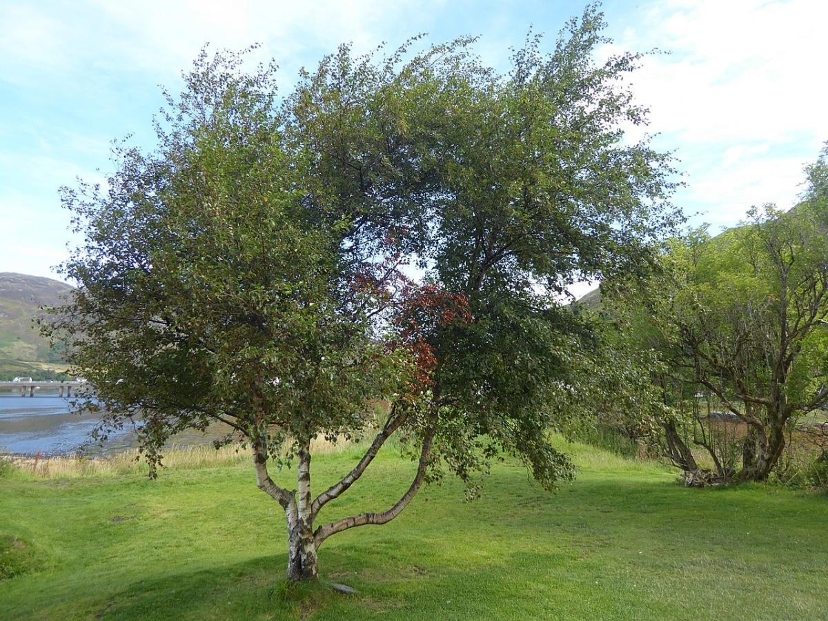 El Betula pubescens es un árbol caducifolio