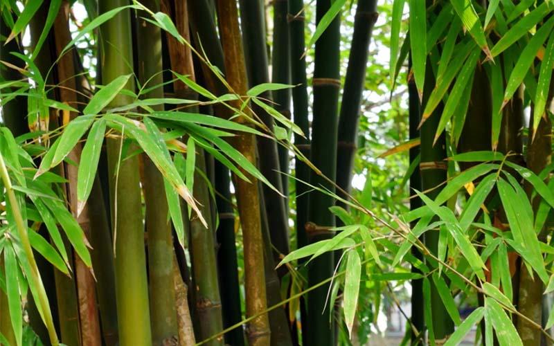 Bambú plantas japonesas